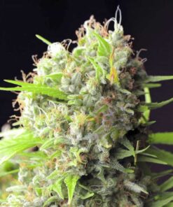 White Rhino Feminized