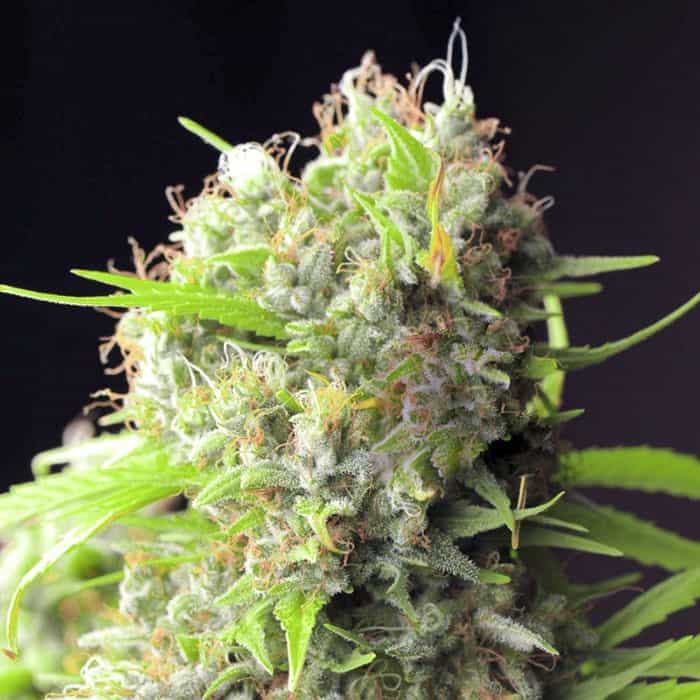 White Rhino Feminized White Rhino Feminized