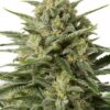 White Widow Feminized