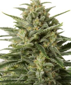 White Widow Feminized