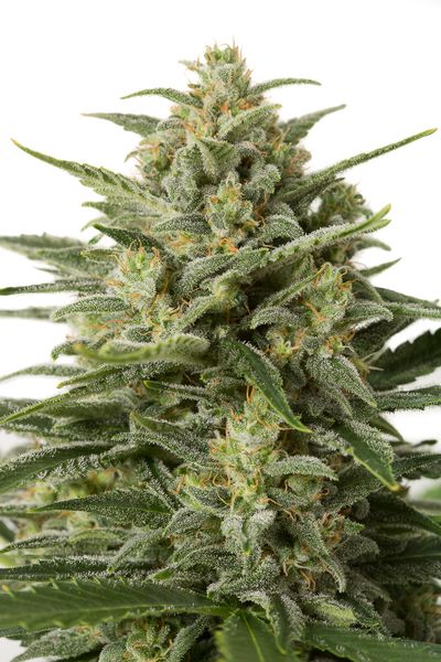 White Widow Feminized White Widow Feminized
