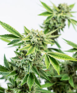 CANNABIS SEEDS